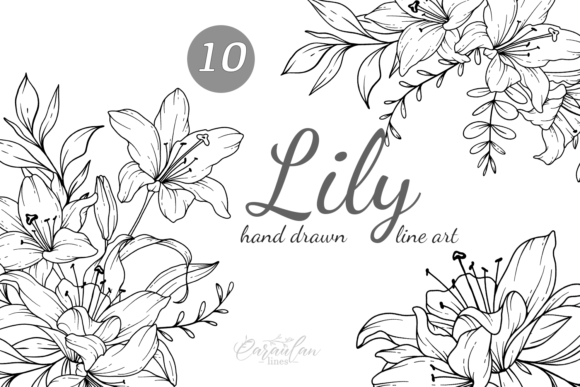 Lilies LINE DRAWING: Elegant Floral Line Art for Your Designs