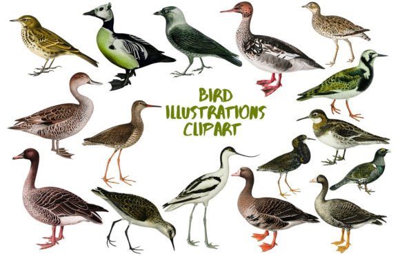 Stunning Detail: Using Bird Illustrations Clipart in Your Projects